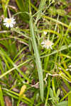 White panicle aster